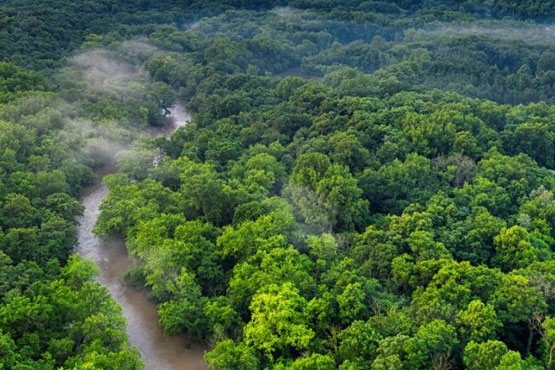 Afforestation and Reforestation